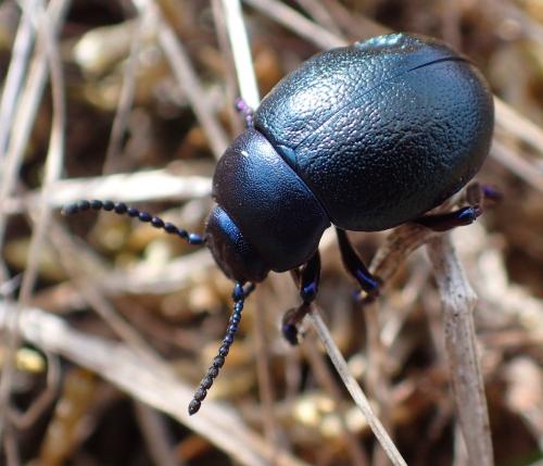 Réf. 227 290 : Timarcha goettingensis